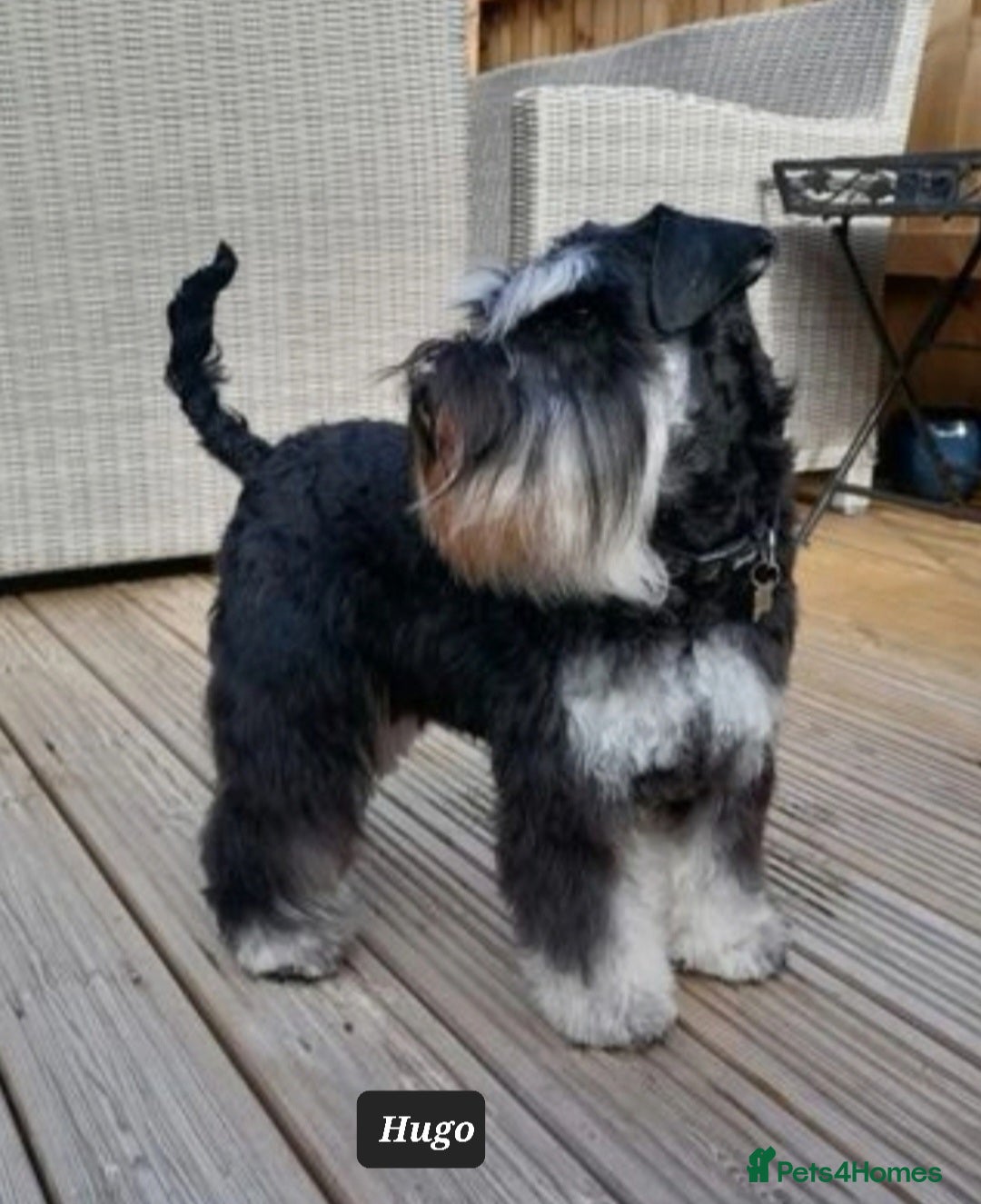 Miniature Schnauzer dogs for sale: Outstanding Miniature Schnauzer Puppies - Image 8