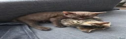 Mixed Breed cats for sale: Mixed race kittens in Uxbridge - Advert 9