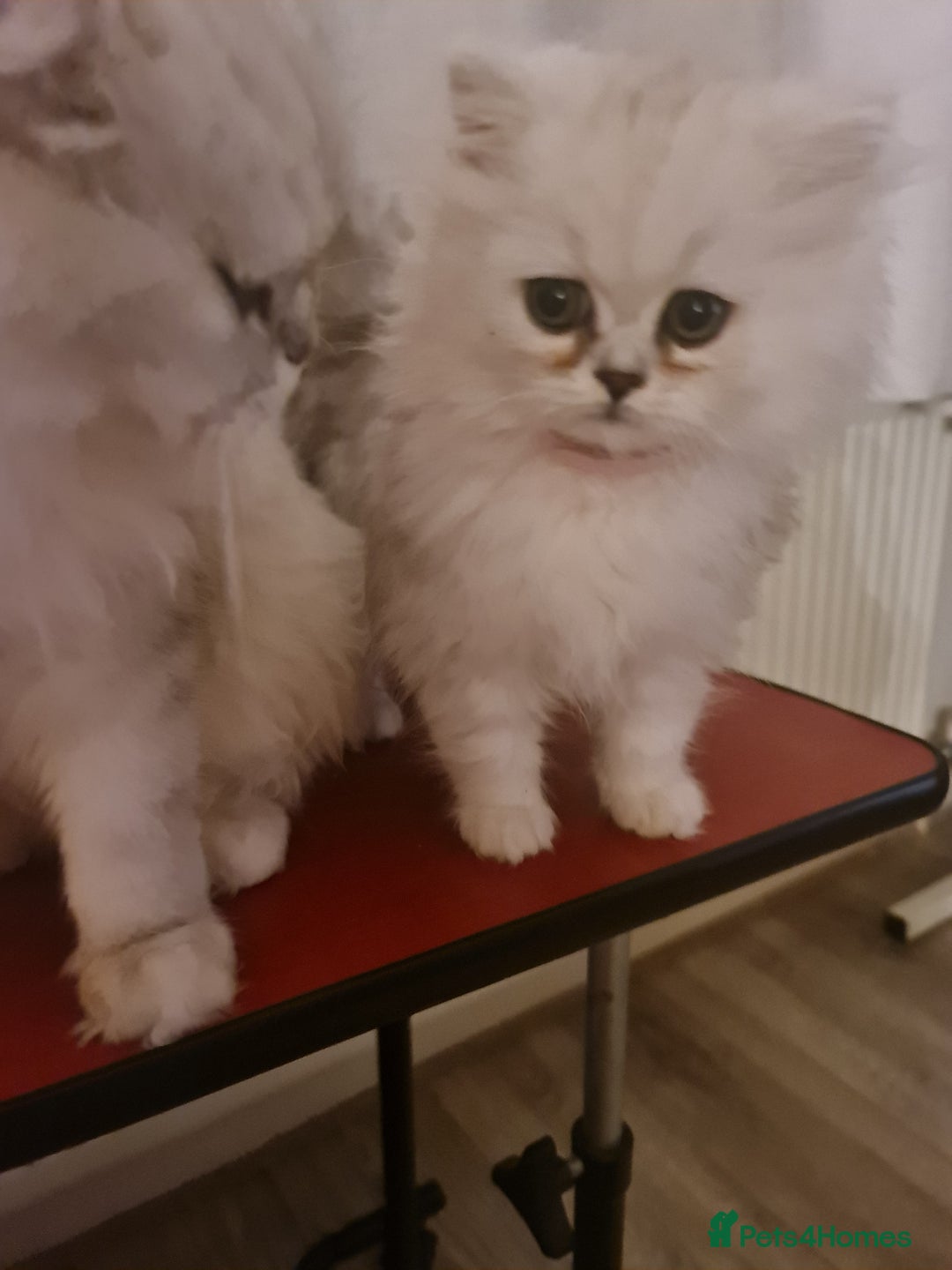 Persian cats for sale: LAST BOY! Persian chinchilla kittens - Advert 8