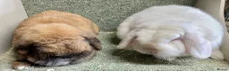 Mini Lop rabbits for sale: Lovely adult pair for rehoming - Advert 1