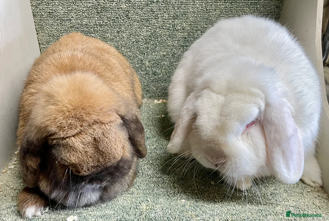 Mini Lop rabbits for sale: Lovely adult pair for rehoming - Advert 1