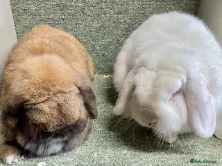 Mini Lop rabbits Lovely adult pair for rehoming - Advert 3