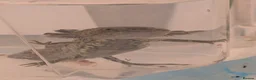 Axolotl reptiles for sale: 3 females hypo axolotl babies - Advert 19