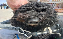 Cockapoo dogs for sale: Cockapoo - Image 3