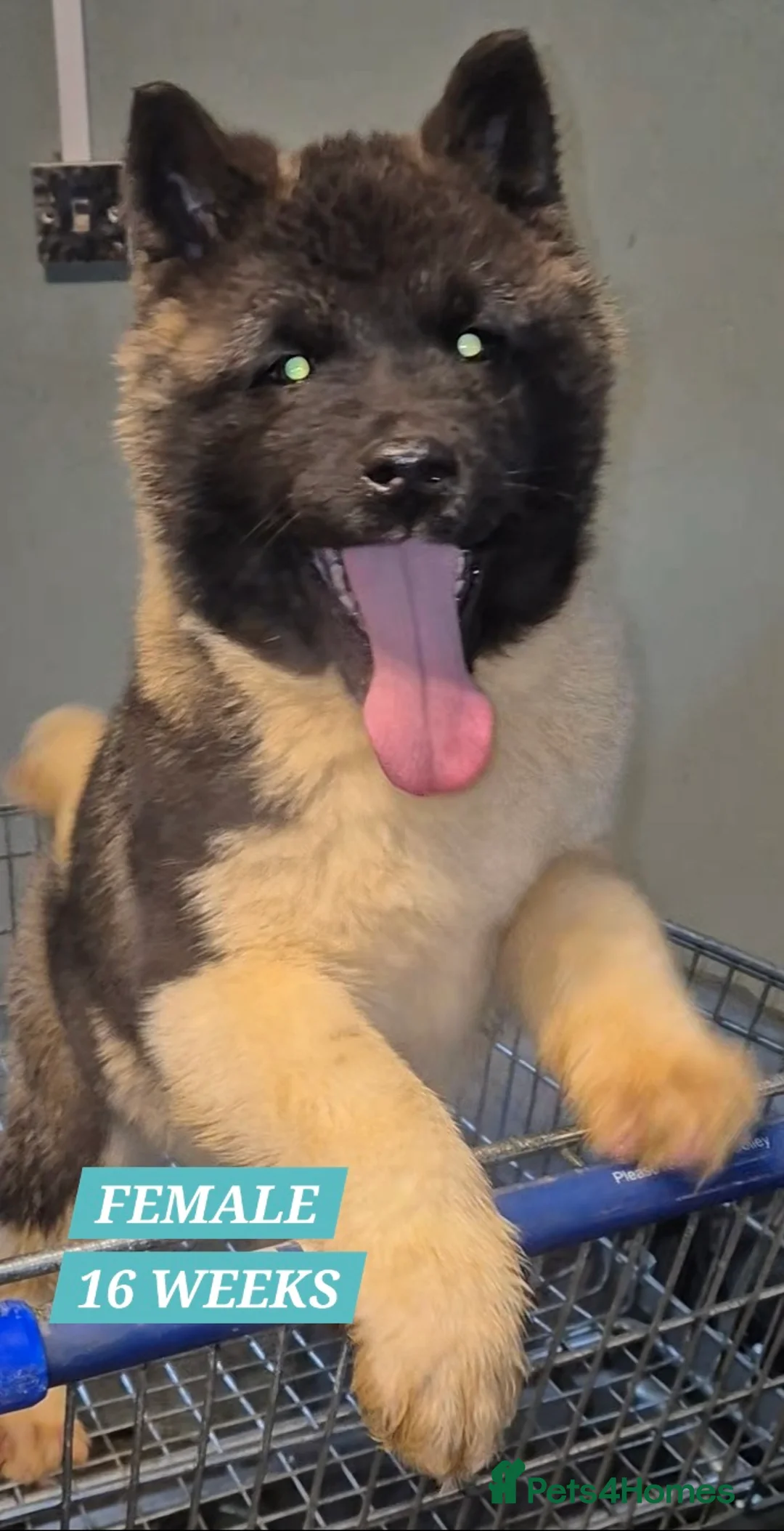 Akita dogs for sale: AMERICAN AKITA FEMALES BLACK MASK BEARS - Advert 3