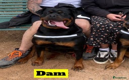Rottweiler dogs for sale: Beautiful KC Rottweiler puppies - Image 8
