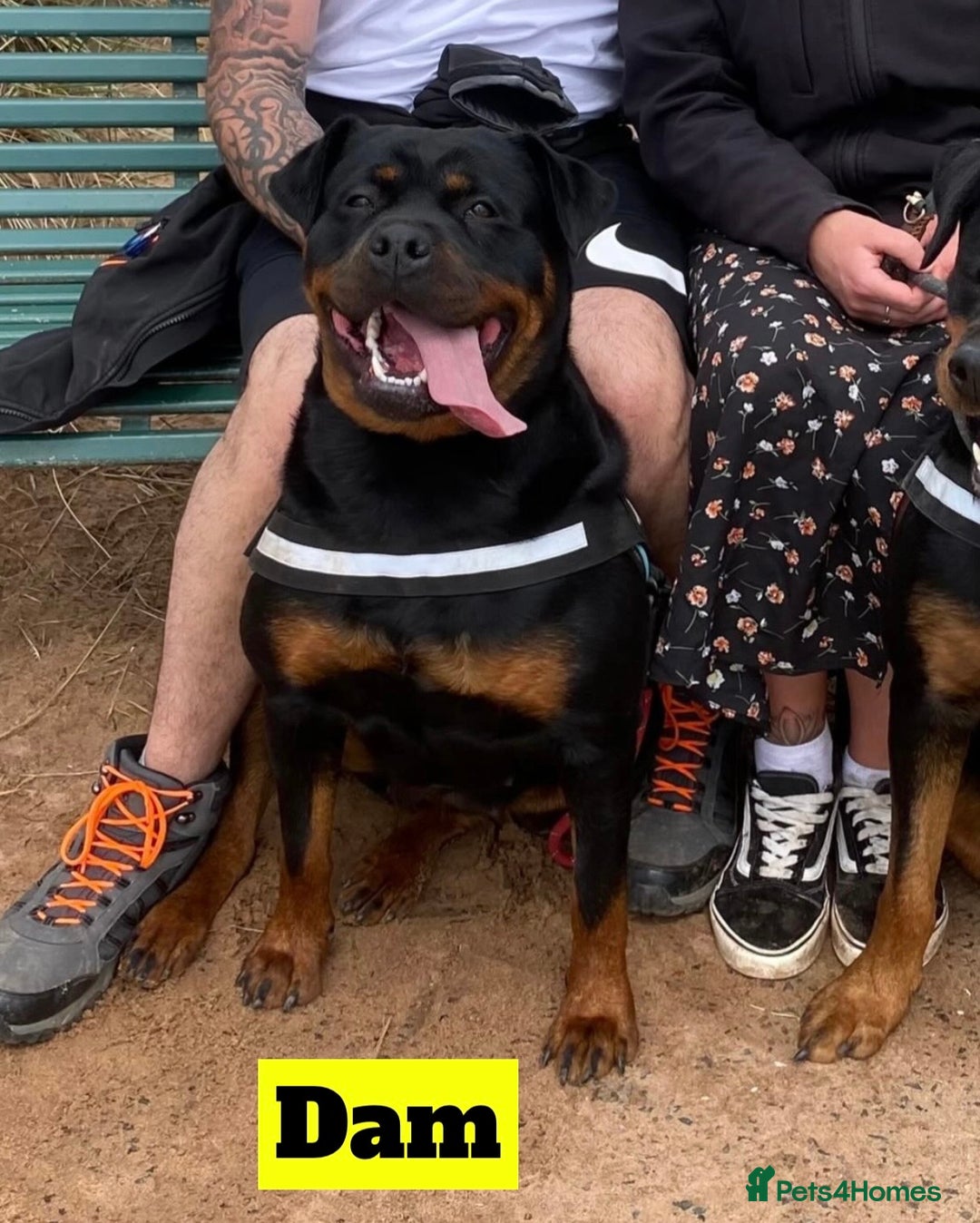 Rottweiler dogs for sale: Beautiful KC Rottweiler puppies - Image 8