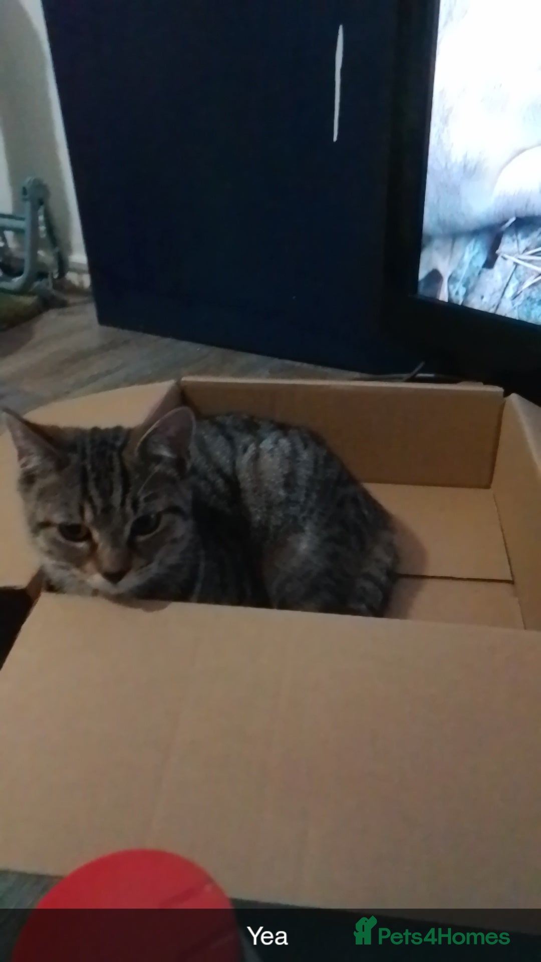 British Shorthair cats Beautiful tabby cat - Advert 17