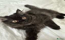 Persian cats for sale: Black Persian Gorgeous Boy  - Image 10