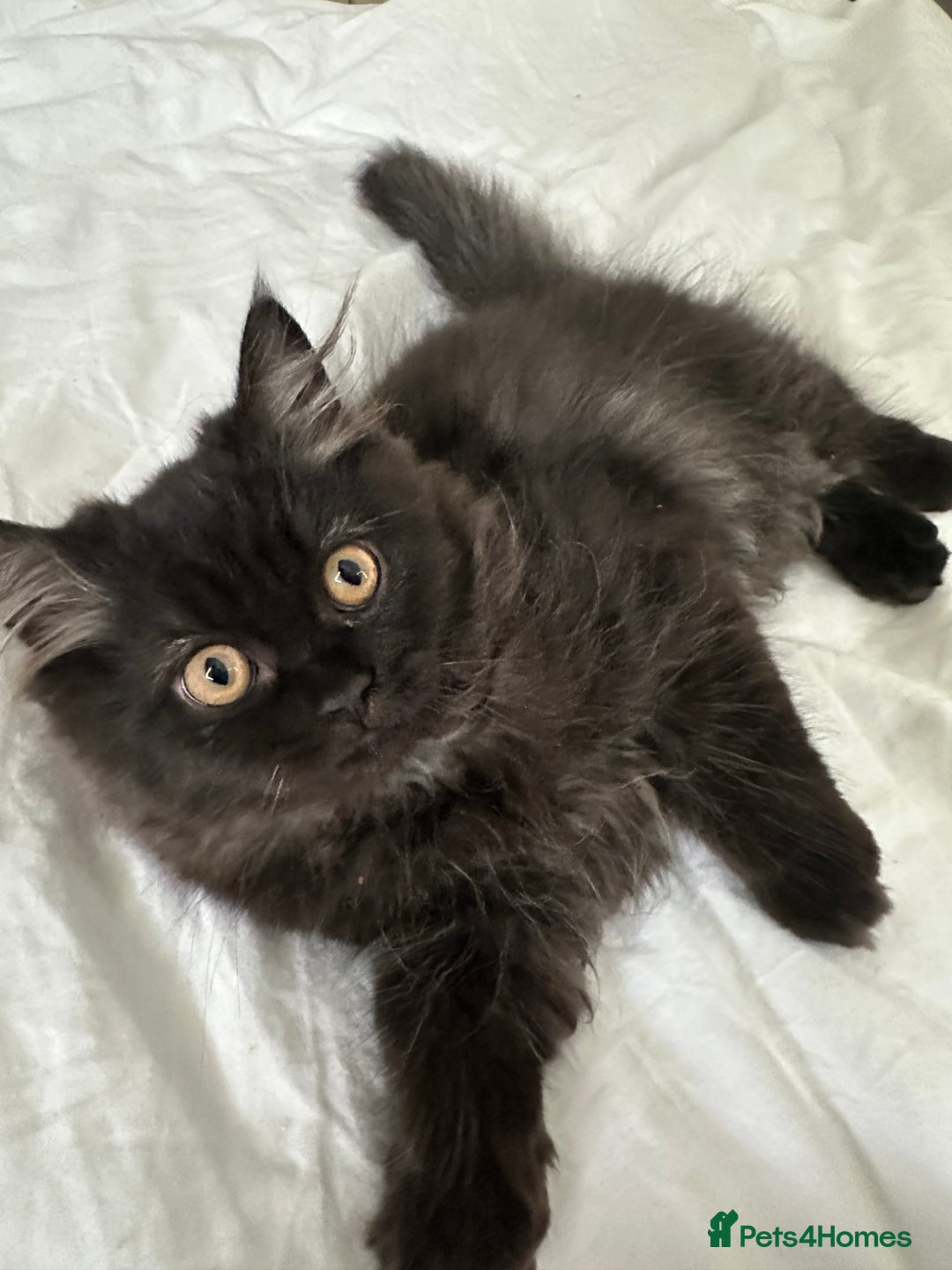 Persian cats for sale: Black Persian Gorgeous Boy  - Image 10