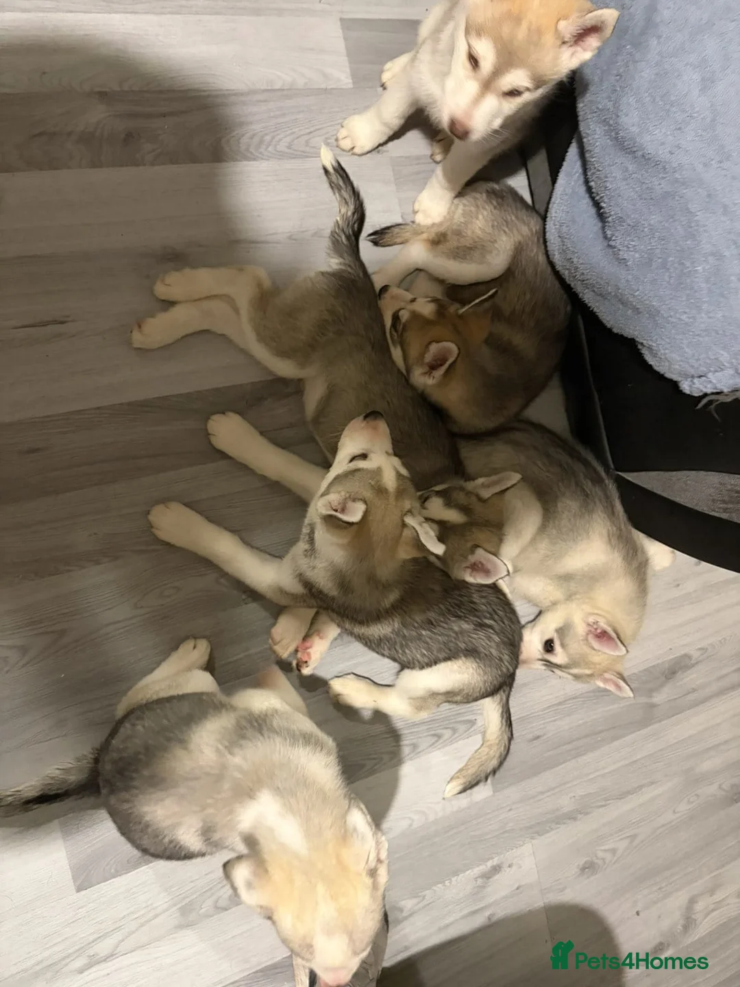 Siberian Husky dogs for sale: Husky - Advert 3