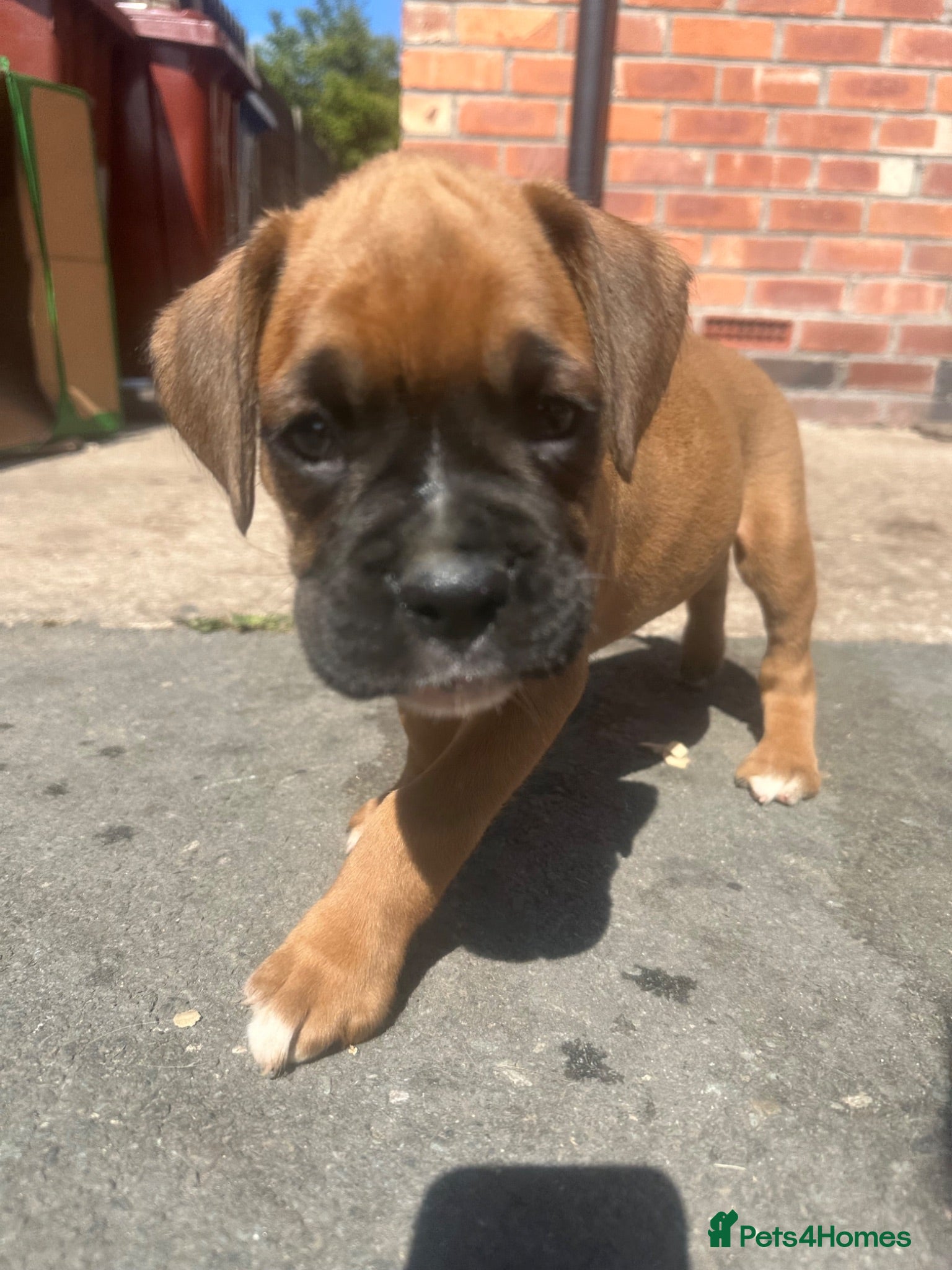 Boxer dogs Beautiful boxer puppy 🐶❤️ - Advert 2