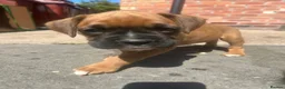 Boxer dogs for sale: Beautiful  boxer puppies 🐶❤️ - Advert 7