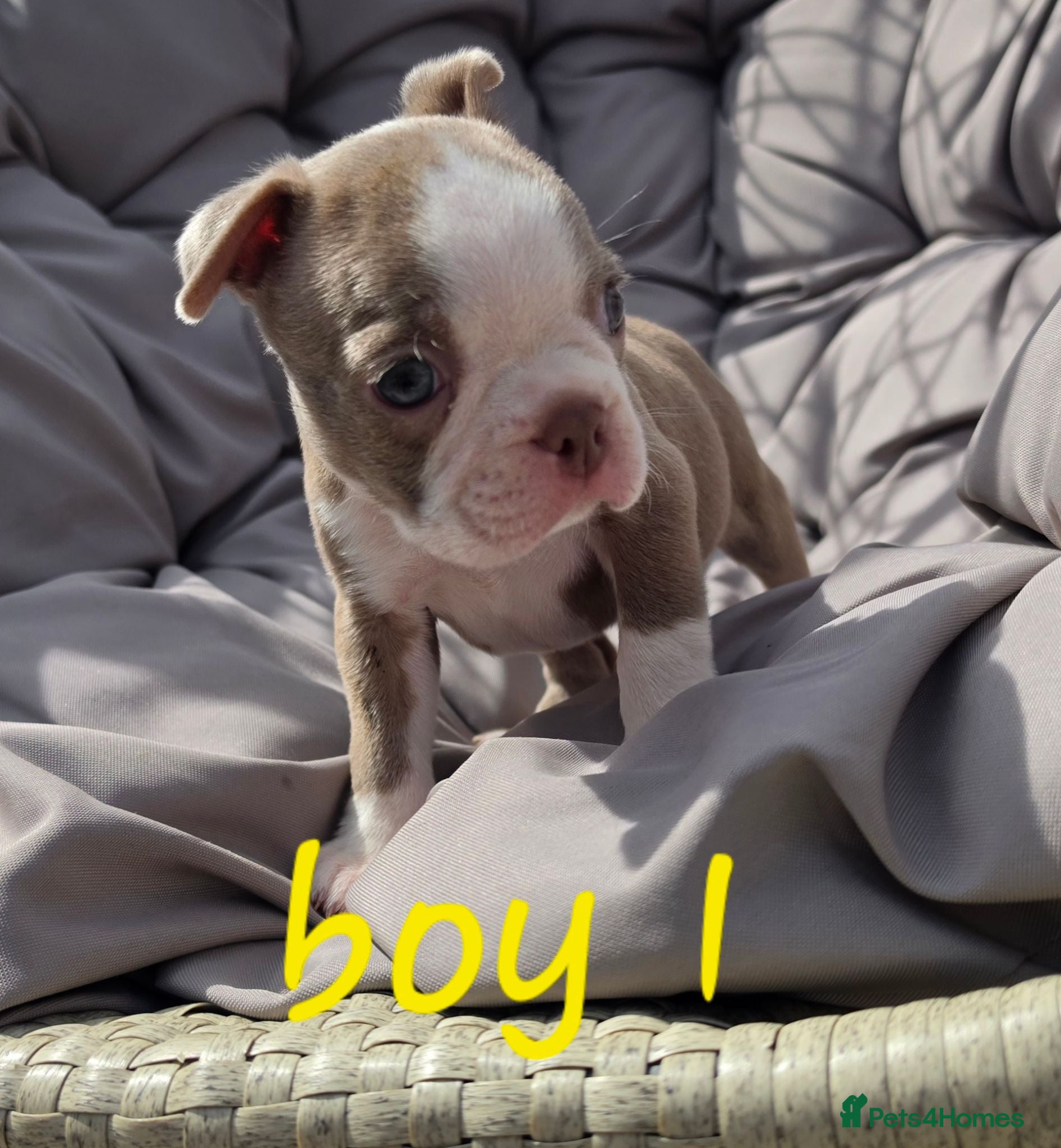 Boston Terrier dogs Ready this weekend!  - Advert 7