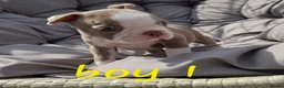 Boston Terrier dogs for sale: Beautiful baby bostons  - Advert 3