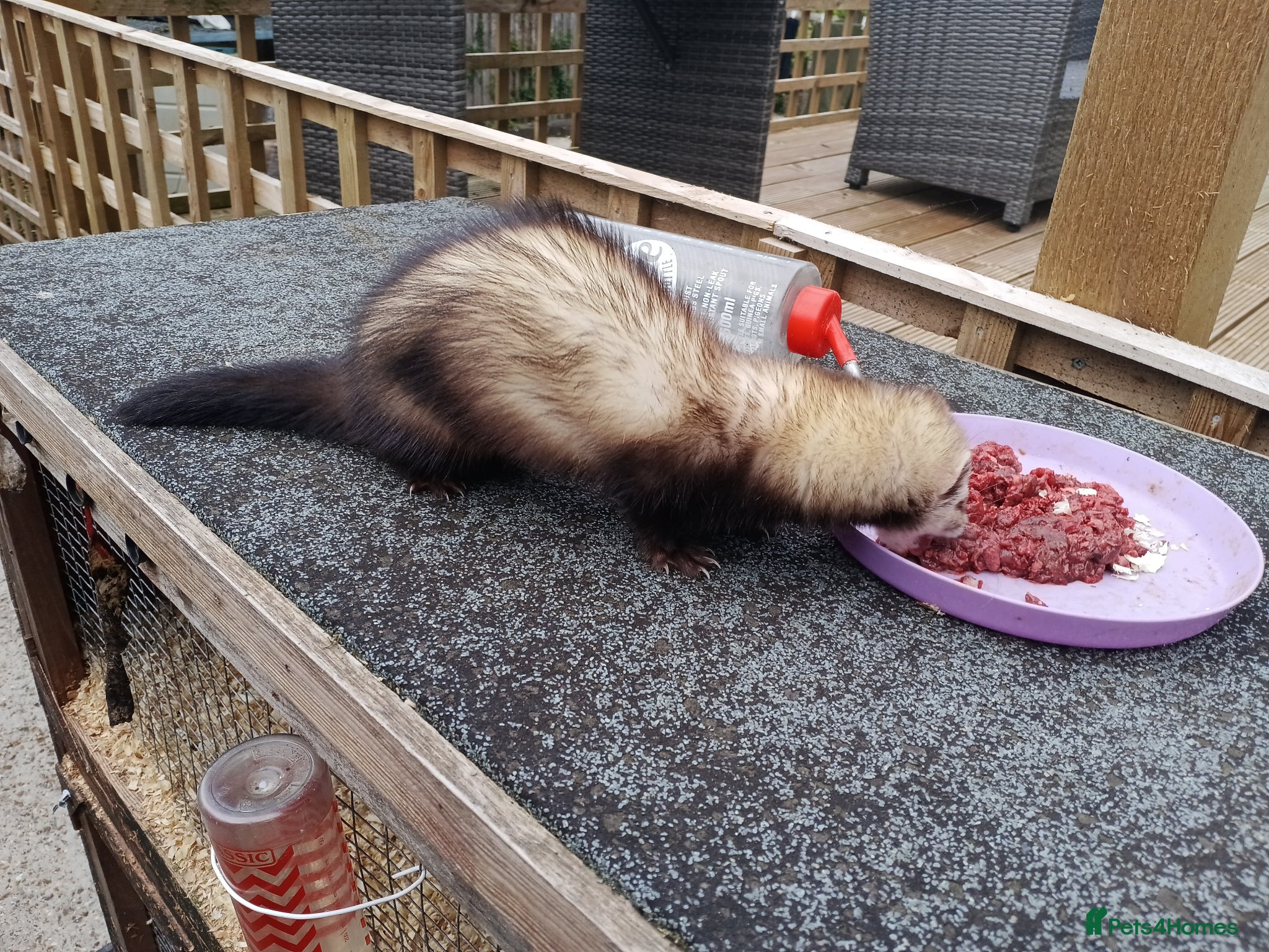Ferret rodents Micro ferret hob  - Advert 1