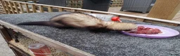 Ferret rodents for sale: Micro ferret hob  - Advert 1