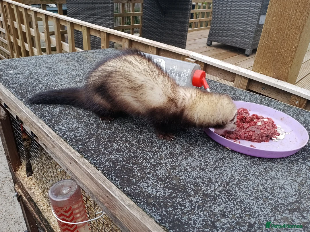Ferret rodents for sale: Micro ferret hob  - Advert 1
