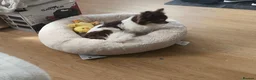 Chihuahua dogs for sale: Stunning chocolate tan & white Chihuahua Sheffield - Advert 4