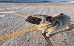 Pug dogs for sale: Lollita - Image 9