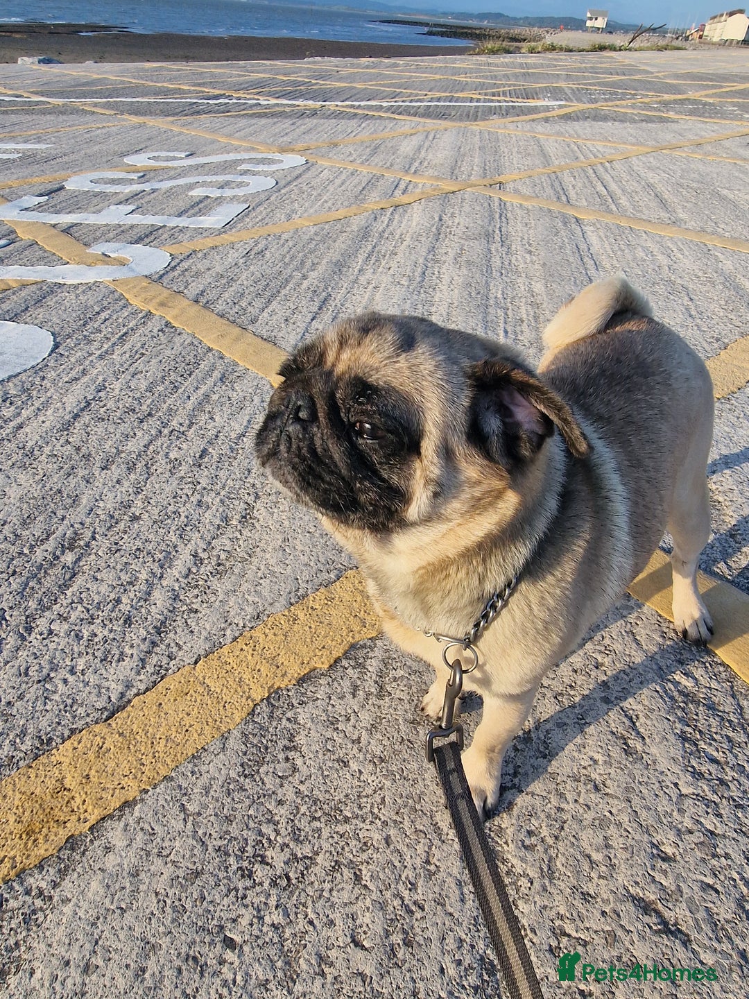 Pug dogs for sale: Lollita - Image 9
