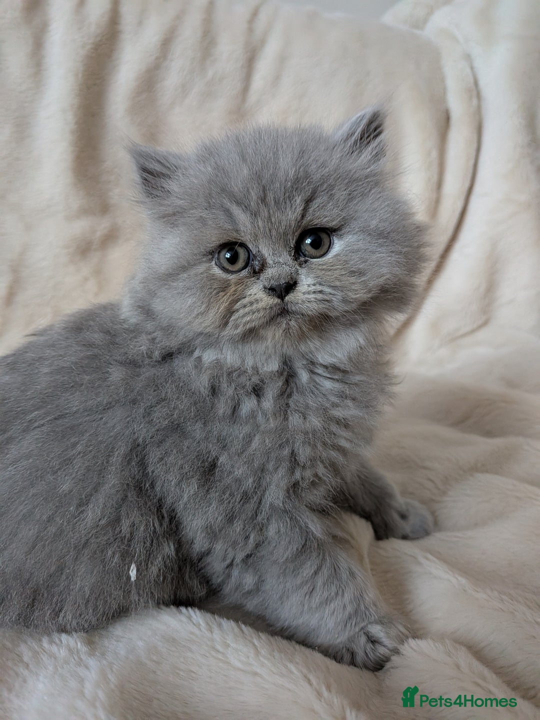 British Longhair cats for sale: Stunning British longhair kittens GCCF reg - Advert 3