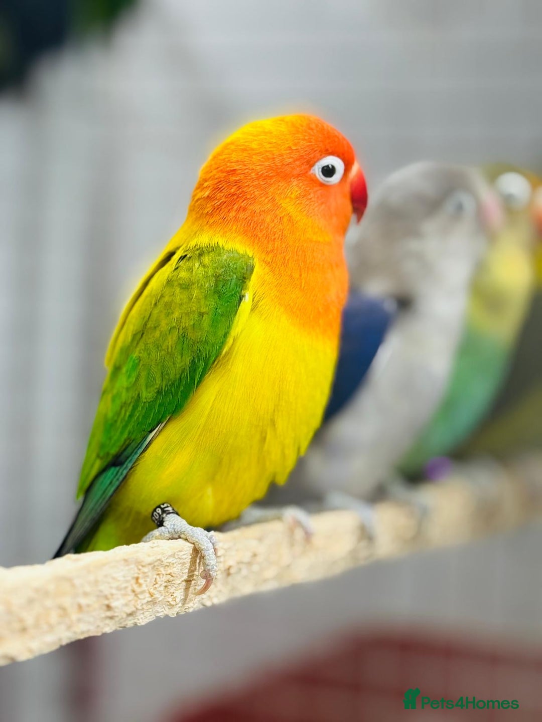 Lovebirds birds for sale: Fisher love birds  - Advert 3