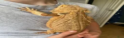 Bearded Dragon reptiles for sale: Friendly female bearded dragon aged 2 in Wilmslow - Advert 10