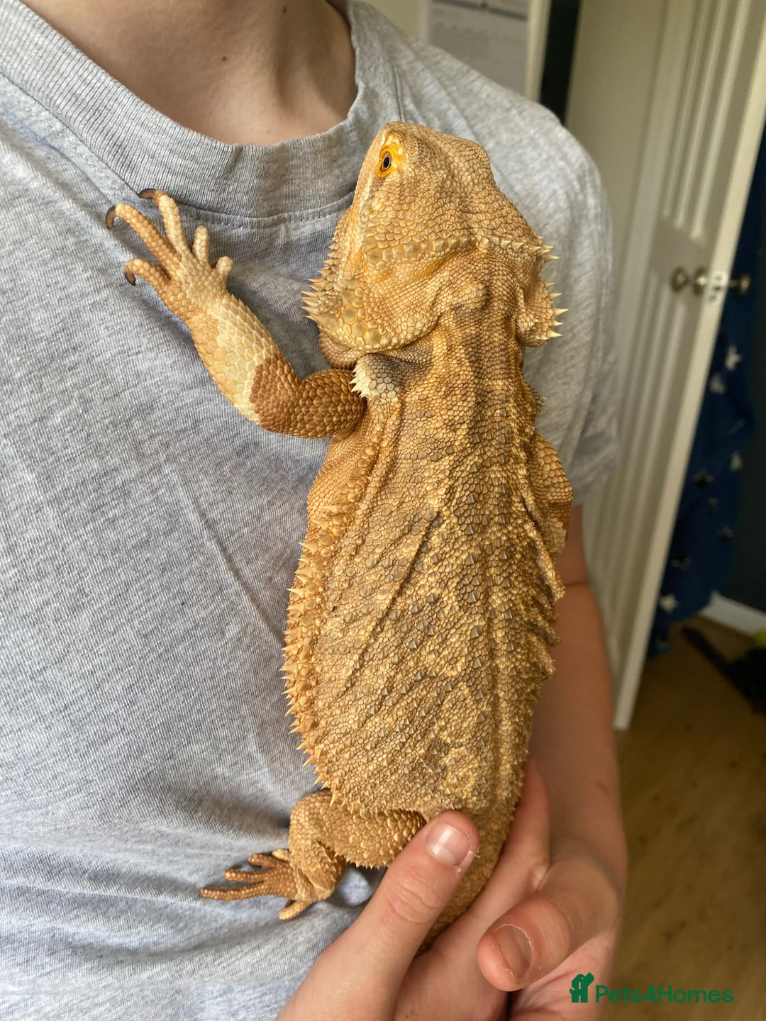 Bearded Dragon reptiles for sale: Friendly female bearded dragon aged 2 in Wilmslow - Advert 10