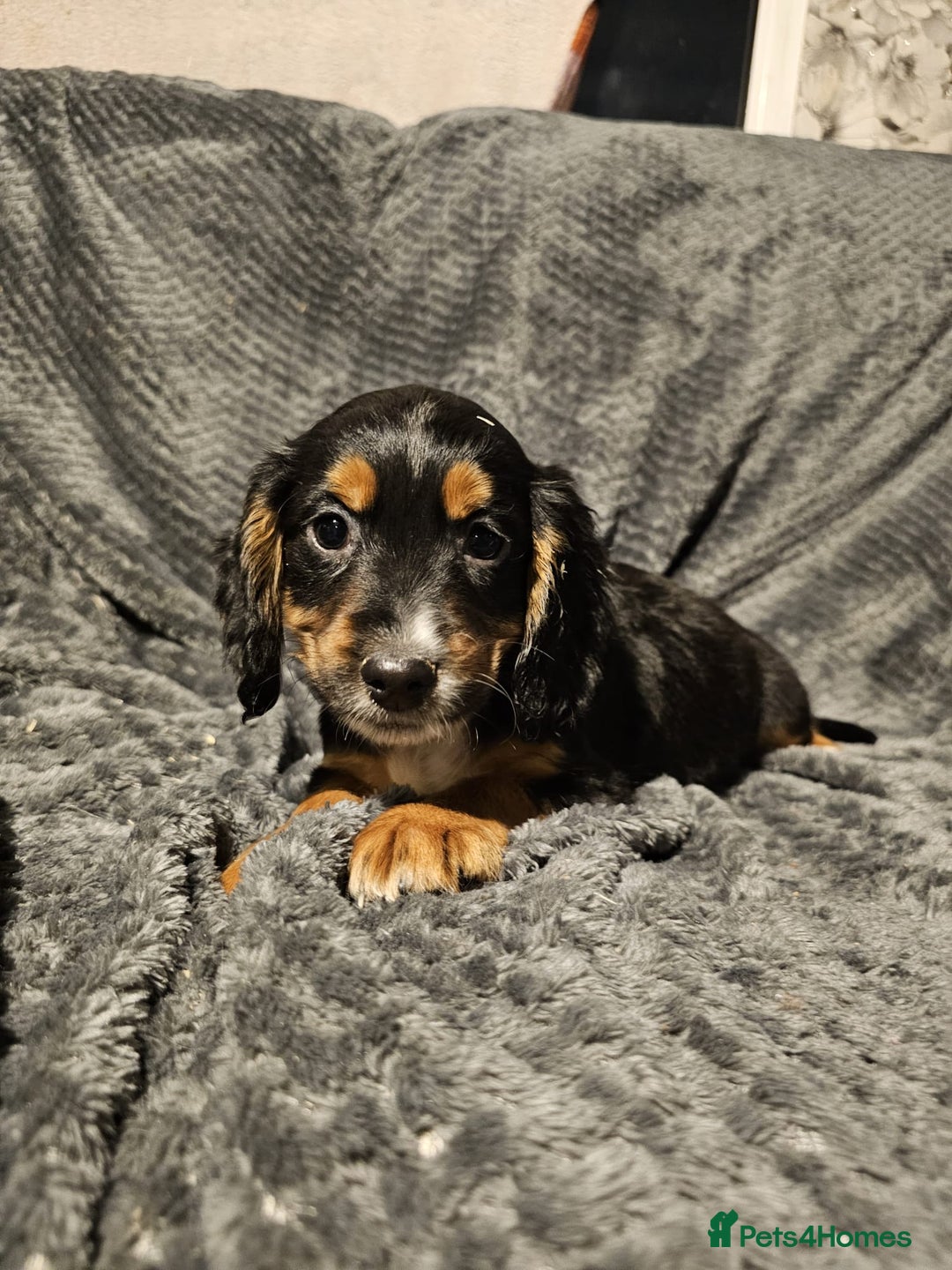 Cocker Spaniel dogs for sale: Cocker spaniels puppy's  - Advert 26