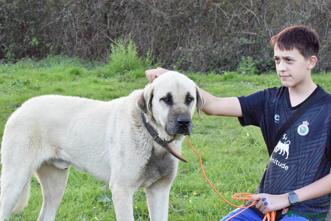 Mastiff dogs for adoption: Neo   in Warrington - Advert 1