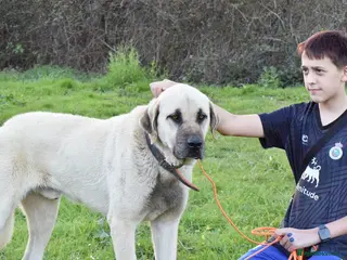 Mastiff dogs Neo - Advert 2