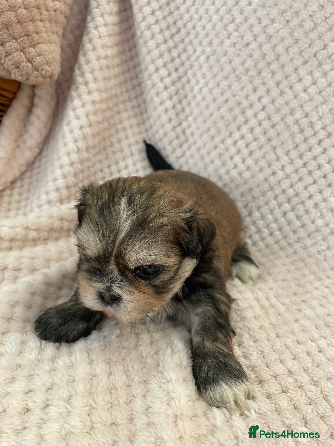 Mixed Breed dogs for sale: Lhasa apso cross shihtzu puppies. - Advert 14