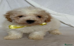 Cavapoo dogs for sale: Beautiful Cavapoo’s - Image 2