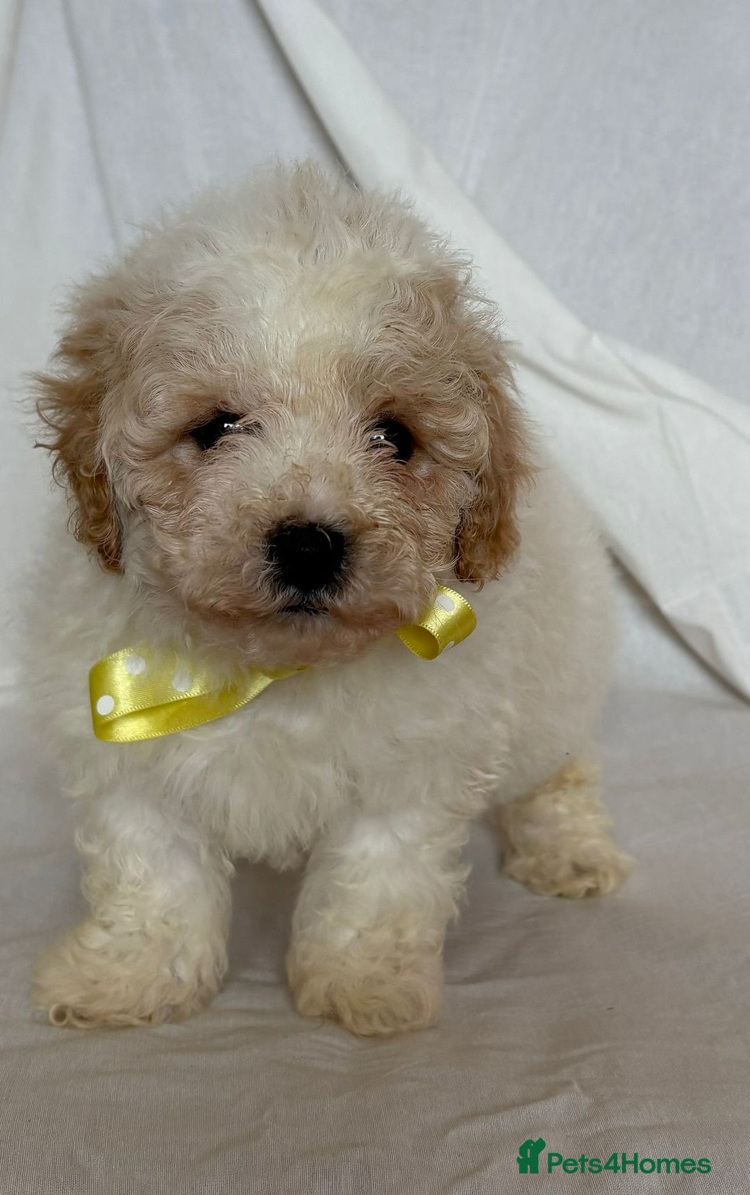 Cavapoo dogs for sale: Beautiful Cavapoo’s - Image 2