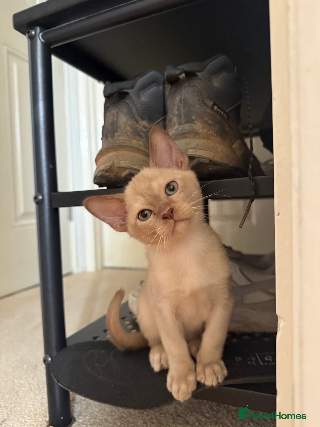 Burmese cats for sale: Beautiful Burmese boys for sale - Image 6
