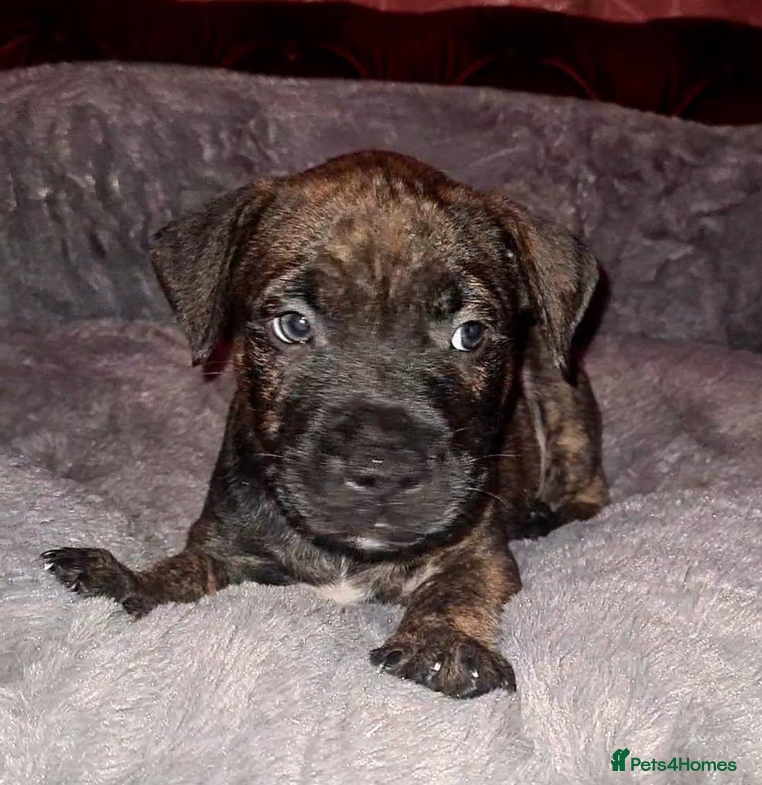 Staffordshire Bull Terrier dogs for sale: READY 7TH NOVEMBER ⭐️ 🐶 2 left ⭐️ staff pups  - Image 22