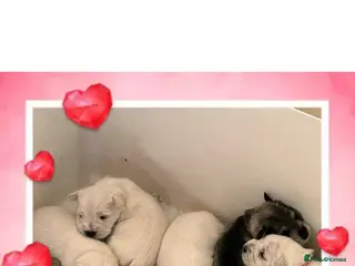 Miniature Schnauzer dogs Stunning KC Reg Miniature Schnauzers - Advert 6