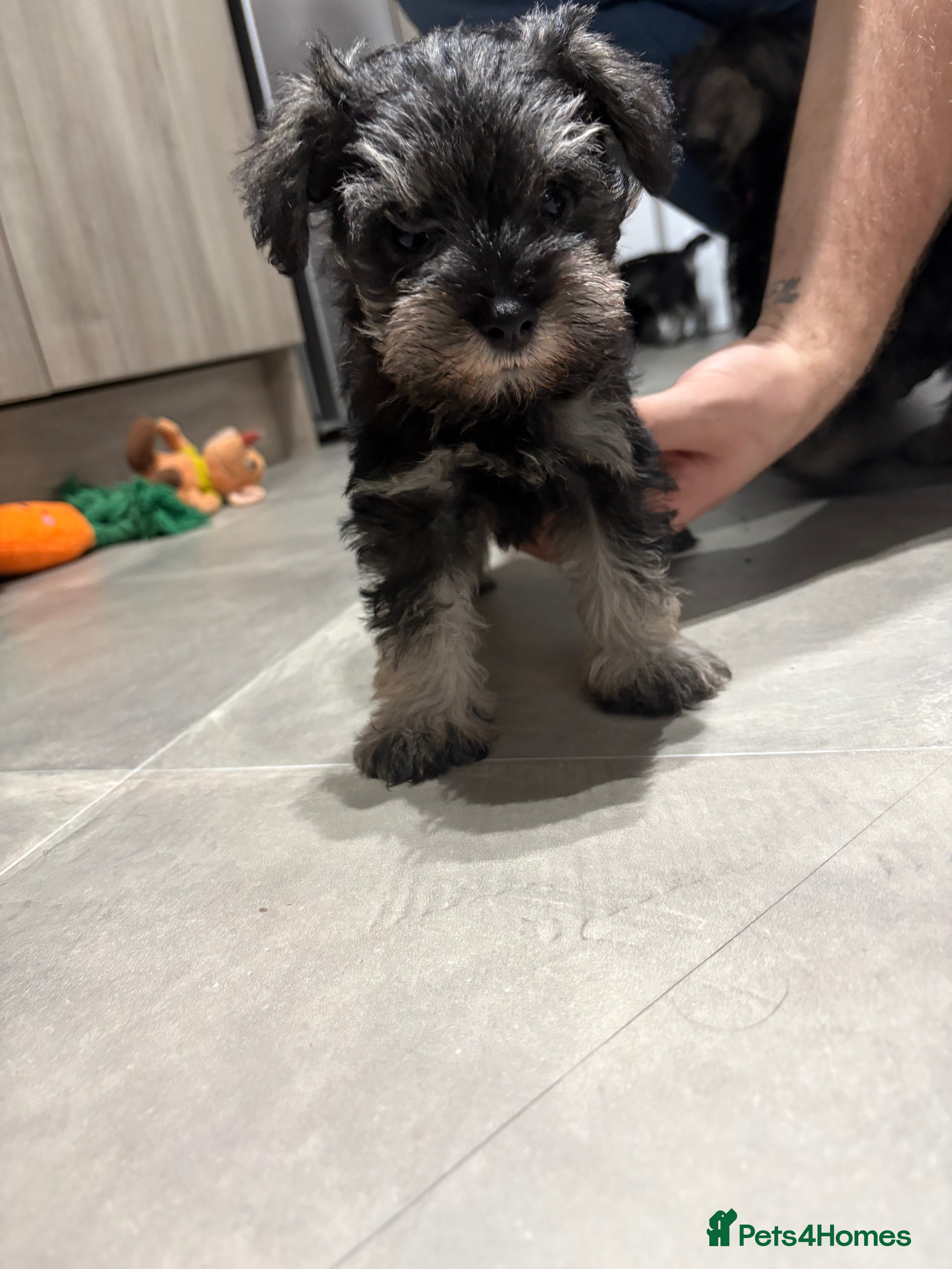 Miniature Schnauzer dogs Scrumptious kc reg pepper & salt mini schnauzers  - Advert 1