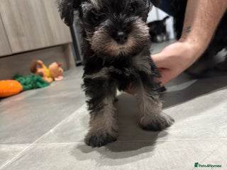 Miniature Schnauzer dogs Scrumptious kc reg pepper & salt mini schnauzers - Advert 1