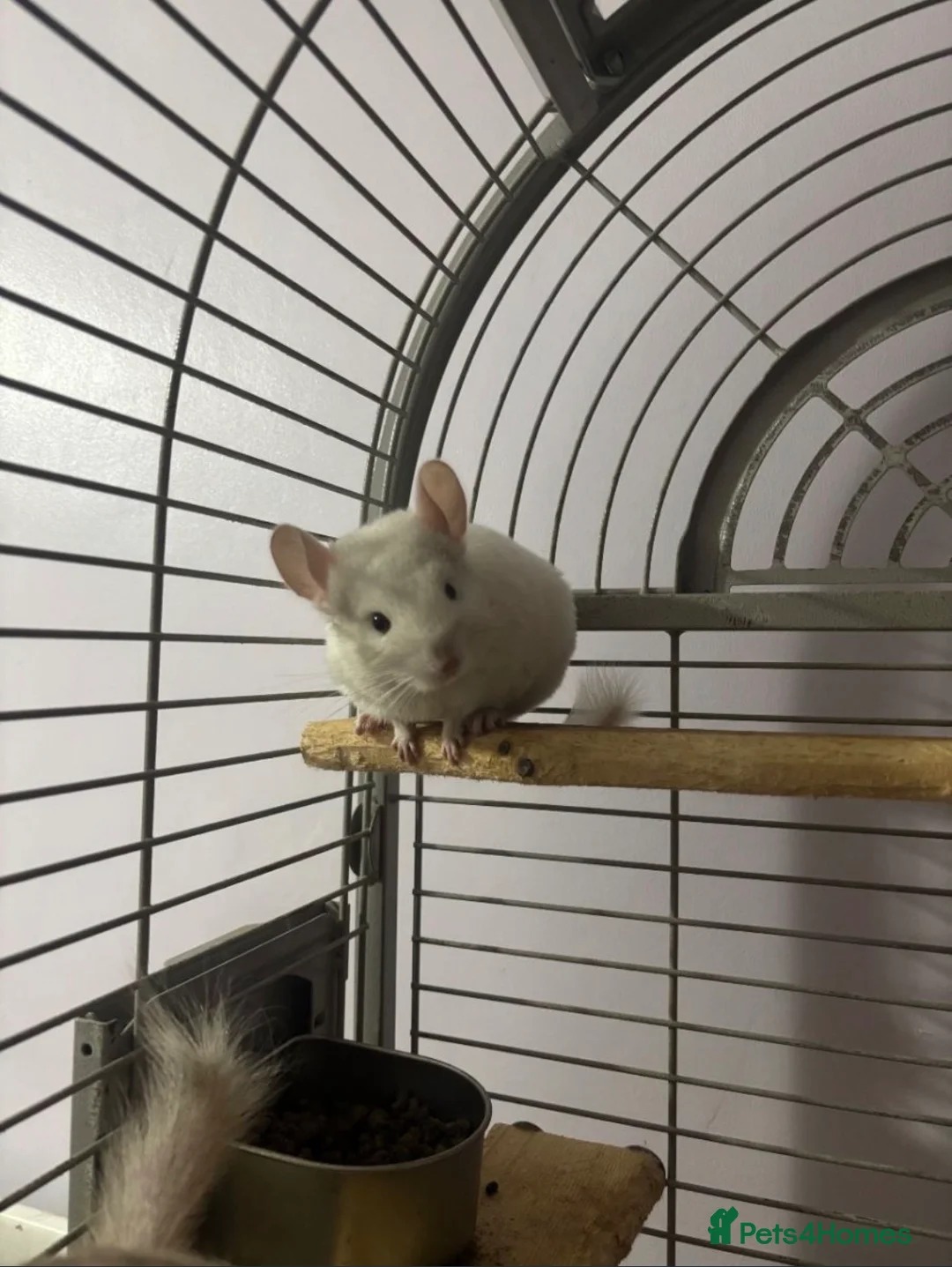 Chinchilla rodents for sale: Male and Female White Mosaic Chinchilla babies - Advert 2