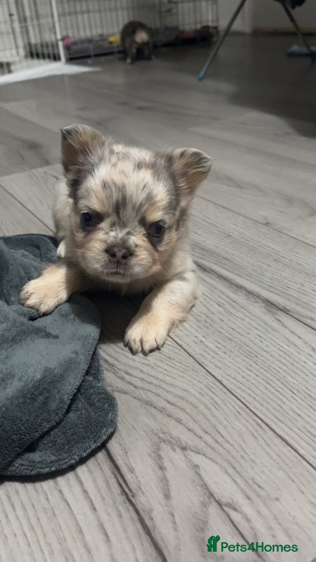 French Bulldog dogs for sale: Beautiful fluffy French bulldogs  - Image 5