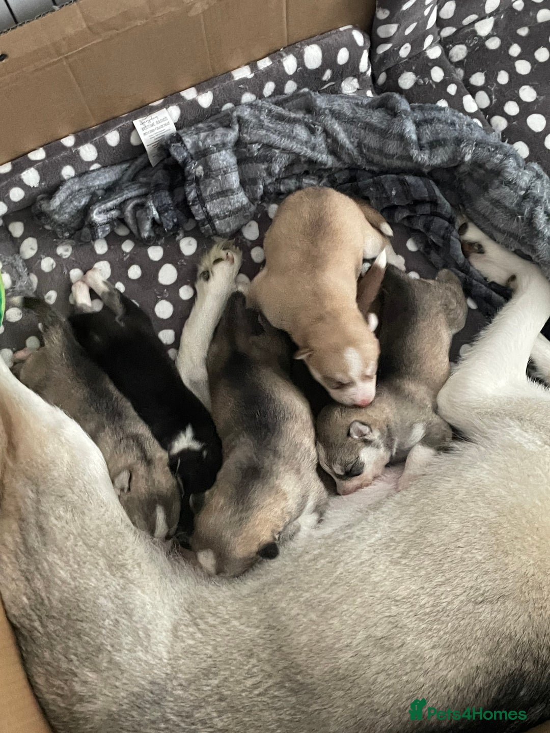 Siberian Husky dogs for sale: Stunning Siberian Husky Pups - Image 15