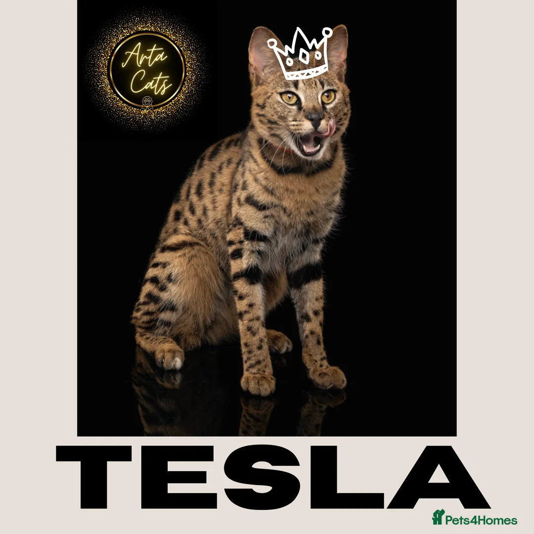 Savannah cats for sale: Stunning F1 Savannah Cat - Advert 2