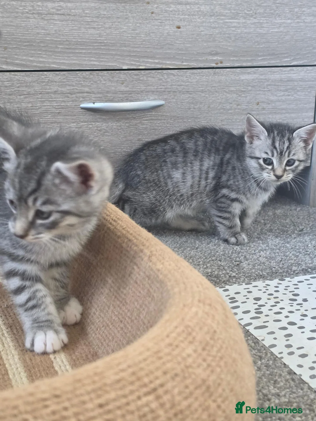 Mixed Breed cats for sale: Silver and black kittens  - Advert 14