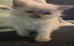 Ragdoll cats for sale: Purebred ragdoll - Advert 5