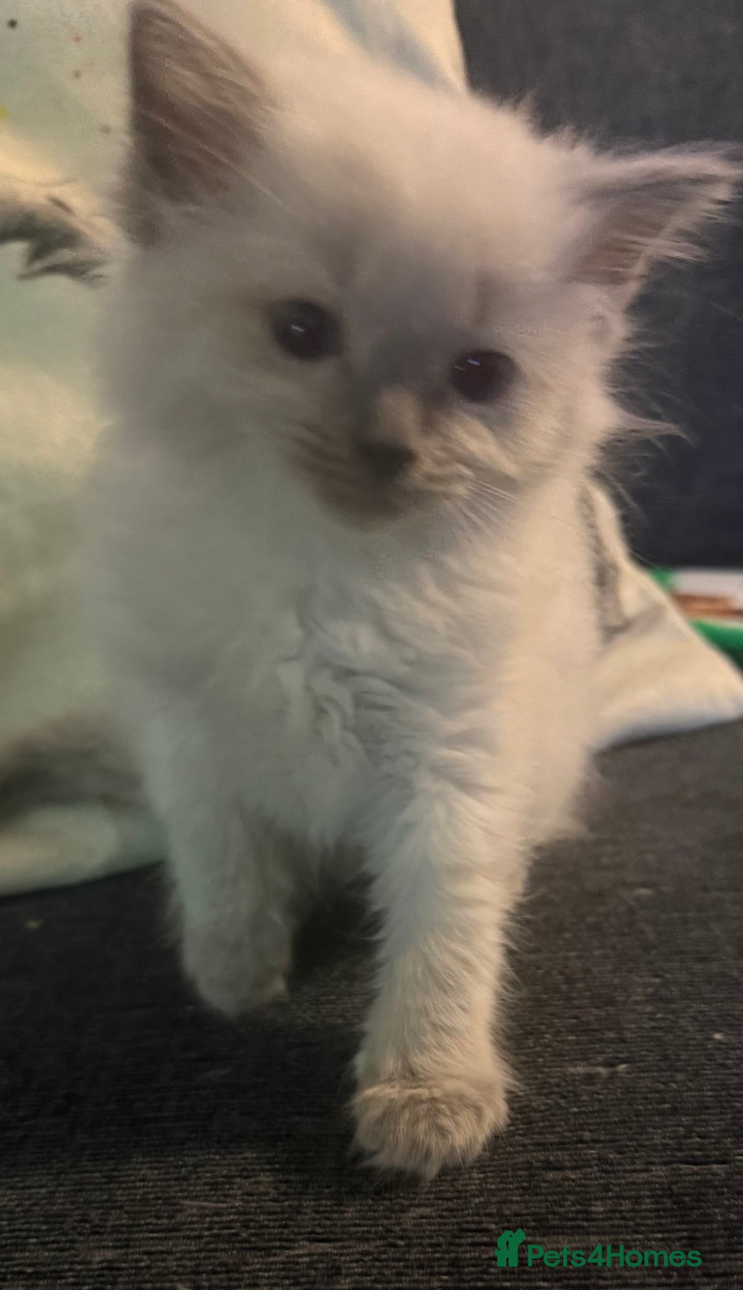 Ragdoll cats for sale: Purebred ragdoll - Advert 5