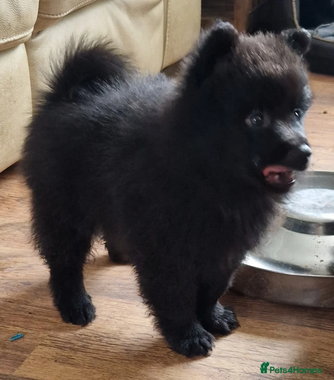 German Spitz dogs for sale: stunning black pups - Advert 7