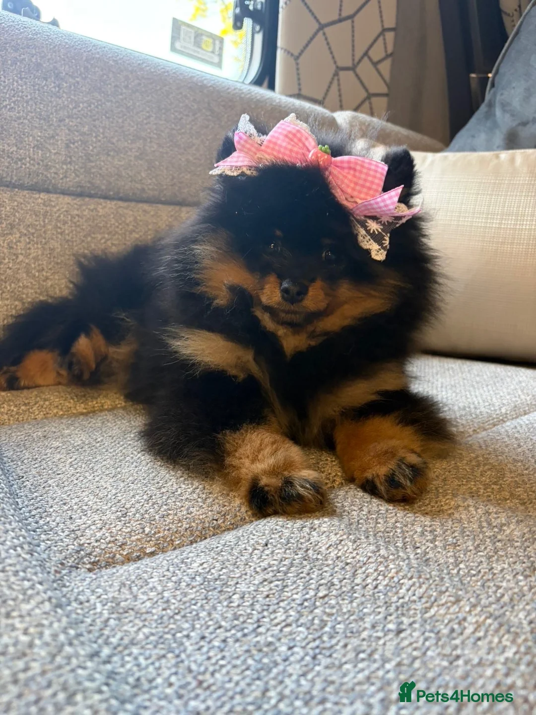 Pomeranian dogs for sale: Beautiful Pomeranian Girl 🏆champion🏆blood line  in Bradford - Advert 2