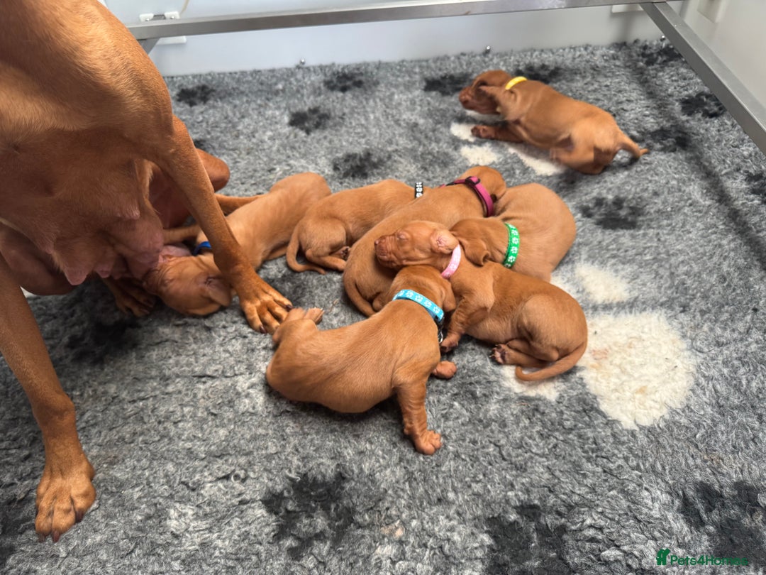 Hungarian Vizsla dogs for sale: Gorgeous KC Hungarian Vizsla puppies - Image 13
